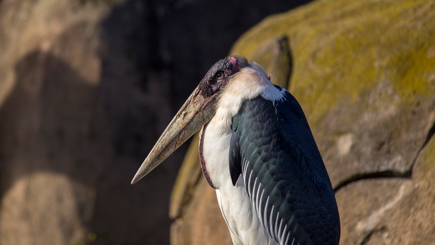 Illustration for article titled This Stork Is Very Ugly, But It Seems Sick So Let’s Go Wild For It Before It Dies